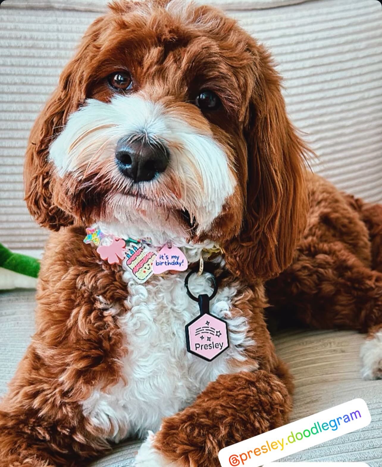 Birthday & Gotcha Day Charm Necklace