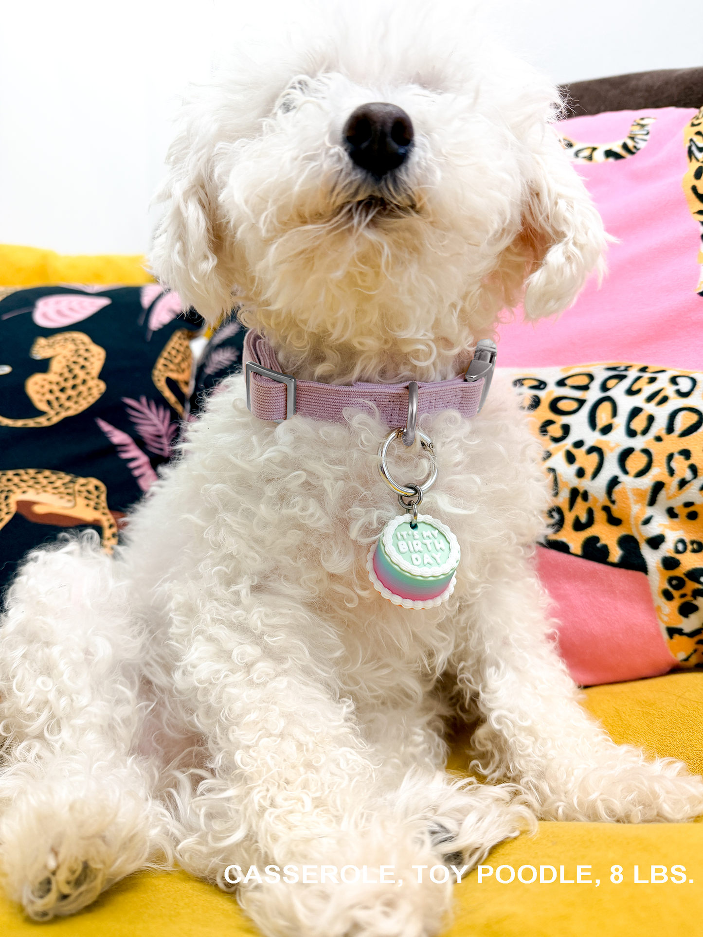 Vintage Birthday Cake Pet Tag – “It’s My Birthday”