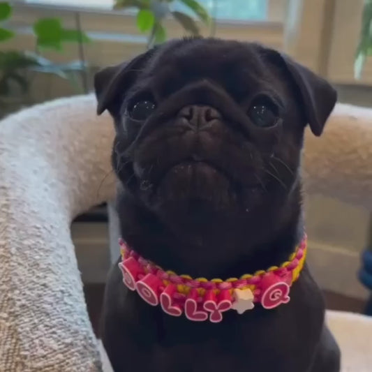 Custom Name Charm Collar